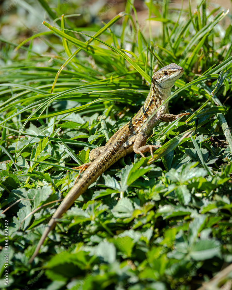 Naklejka premium lucertola muratola Podarcis siculus