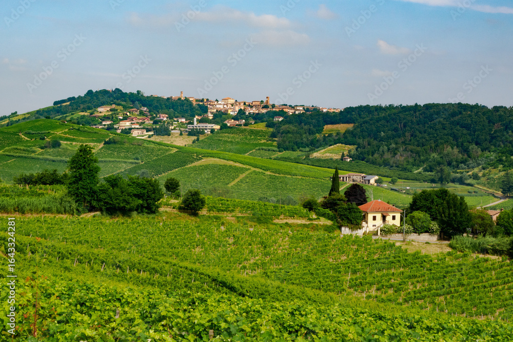 Fototapeta premium Vineyards in Monferrato near Maranzana, Alessandria province, Italy
