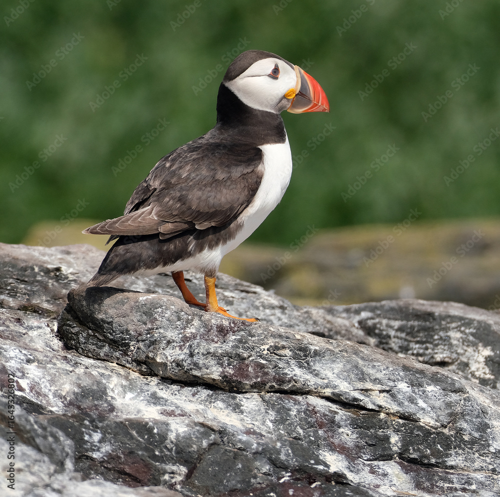 Fototapeta premium Puffins are any of three species of small alcids in the bird genus Fratercula. These are pelagic seabirds that feed primarily by diving in the water. They breed in large colonies on coastal cliffs.r