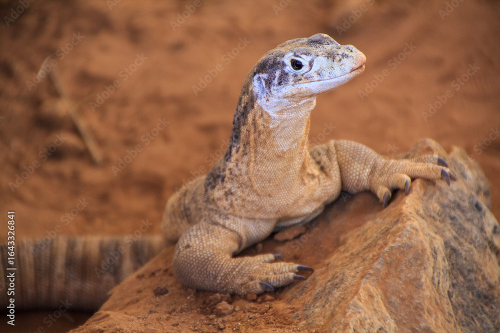 Fototapeta premium Perentie, Varanus giganteus, in Alice Springs