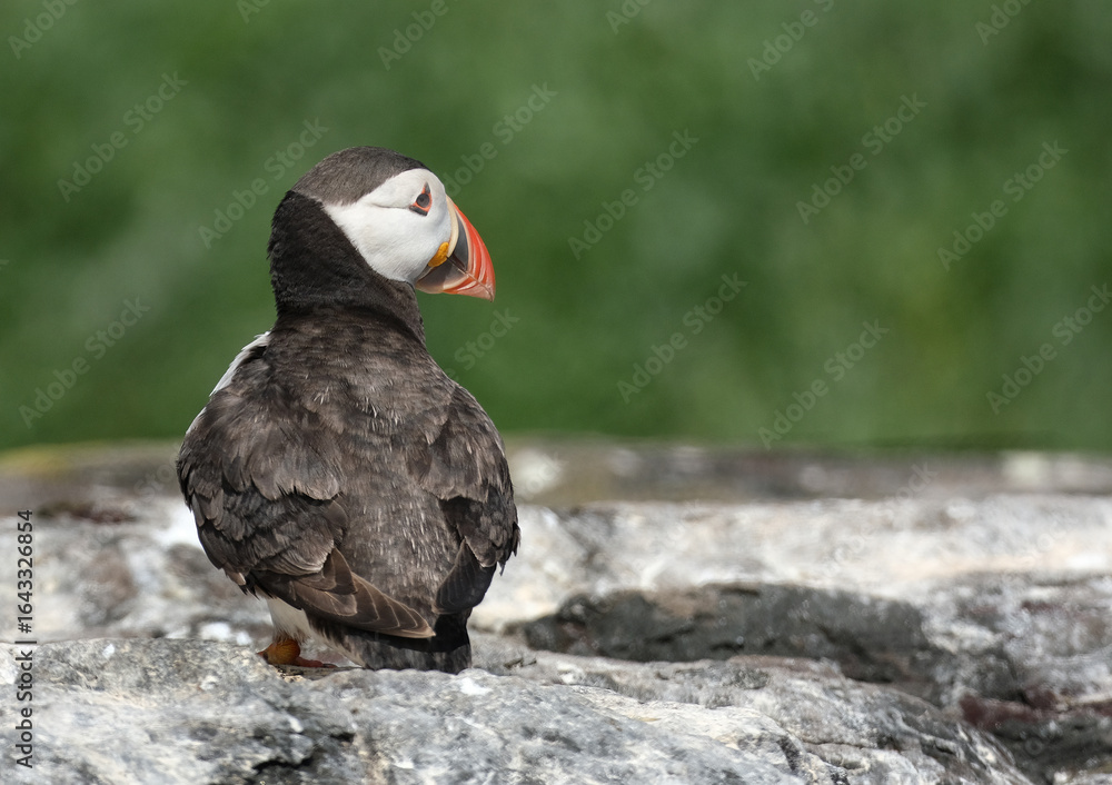 Fototapeta premium Puffins are any of three species of small alcids in the bird genus Fratercula. These are pelagic seabirds that feed primarily by diving in the water. They breed in large colonies on coastal cliffs.r