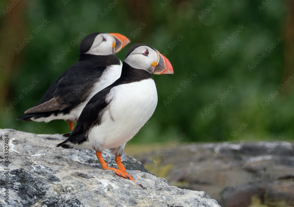 Naklejka premium Puffins are any of three species of small alcids in the bird genus Fratercula. These are pelagic seabirds that feed primarily by diving in the water. They breed in large colonies on coastal cliffs.r