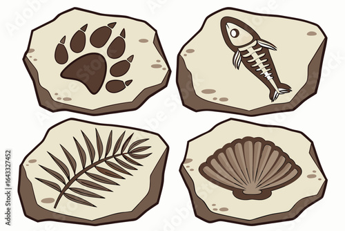 Fossil Collection of Ancient Life Forms on Stone Slabs fossils paleontology