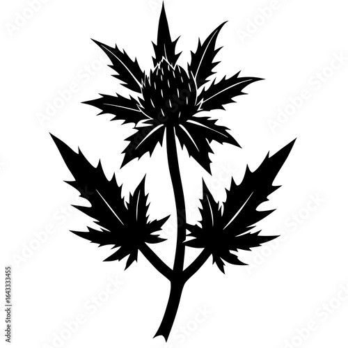 Eryngium Vector Illustration – Stylish Sea Holly SVG