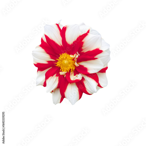 Close-Up of Vibrant Red and White Flower on Transparent Background