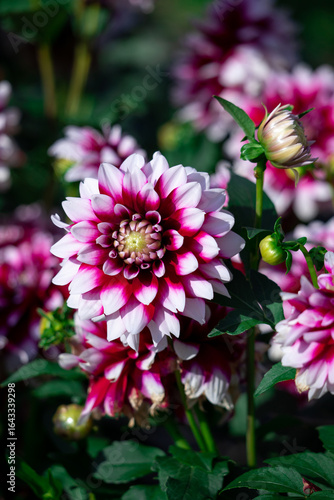 Close-Up of Vibrant Dahlia Flowers in Bloom in a Sunlit Garden