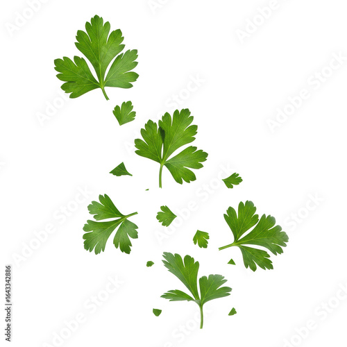 Wallpaper Mural Fresh green parsley leaves, full and delicate fragments with intricate veins, vibrantly scattered mid-air on a transparent background with bright studio lighting, no shadows, ultra realistic UHD Torontodigital.ca