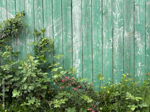 Photo of weathered green fence with wild Oregon coastal vegetation growing up it. JPEG, 12.1MB, 12.2MB, 12MB, 16x12in, 4800x3600px, 300p/i