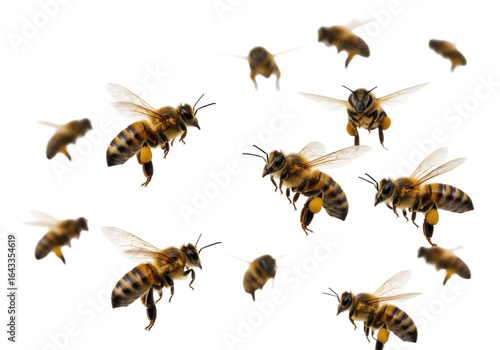 Dynamic swarm of ultra-realistic honey bees with translucent, iridescent wings and striped bodies in bustling, busy flight against a transparent studio background, high contrast, concept of