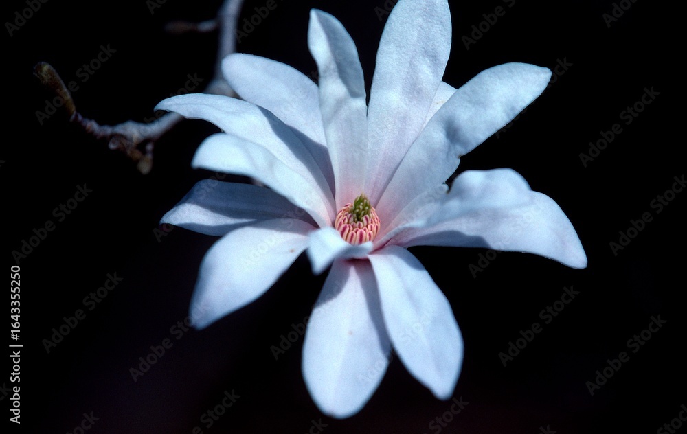 Fototapeta premium 日本のシデコブシ