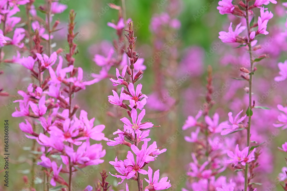 Fototapeta premium Purple Lythrum virgatum ‘Dropmore Purple’, wand loosestrife in flower.