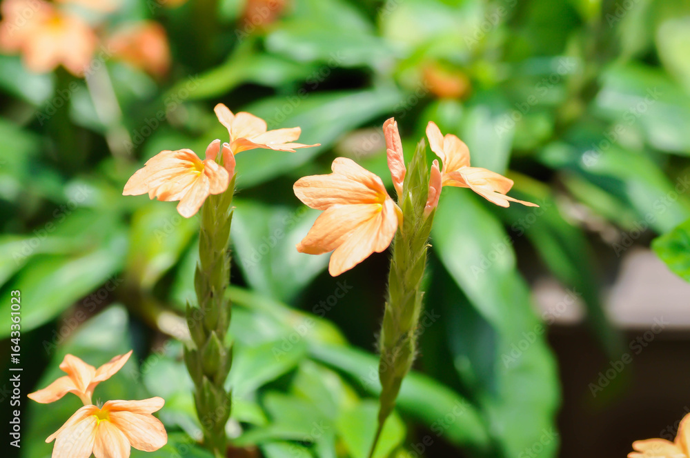 Fototapeta premium Crossandra or ACANTHACEAE, ,crossandra infundibuliformis or Crossandra infundibuliformis Merr