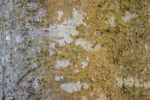 The bark surface of the tree trunk.