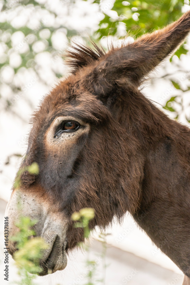 Fototapeta premium Âne en Corse (Animaux de l'Île de Beauté)