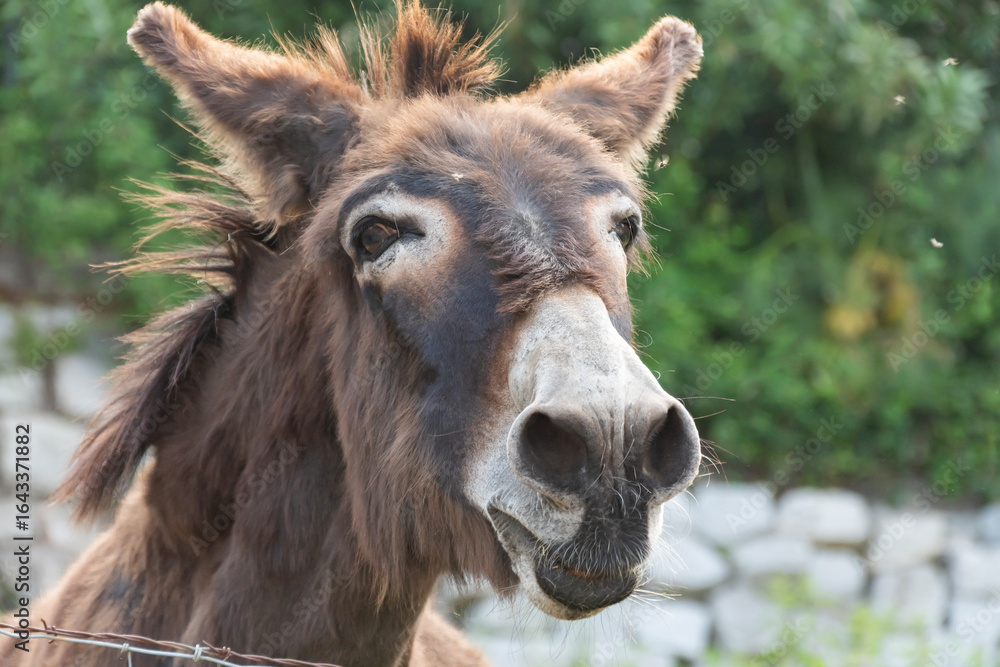 Obraz premium Âne en Corse (Animaux de l'Île de Beauté)