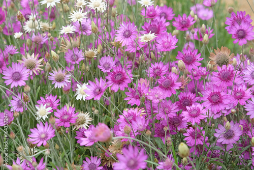 Wall Mural Purple Xeranthemum annuum, Annual everlasting or paper daisy in flower
