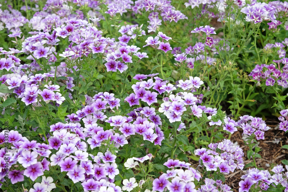 Fototapeta premium Purple and white Annual Phlox ‘Intensia Blueberry’ in flower.