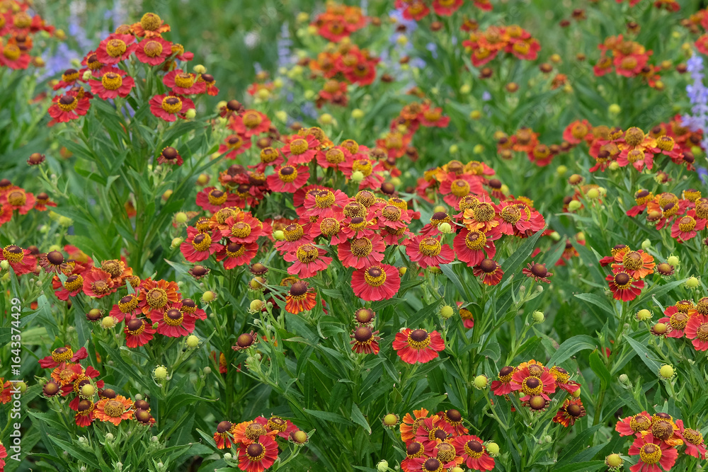 Naklejka premium Red Helenium sneezeweed 'Rubinzwerg’ in flower.