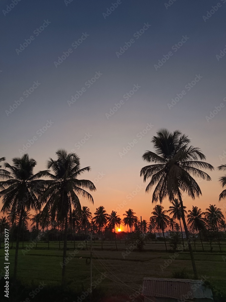 Obraz premium Sunset over paddy fields