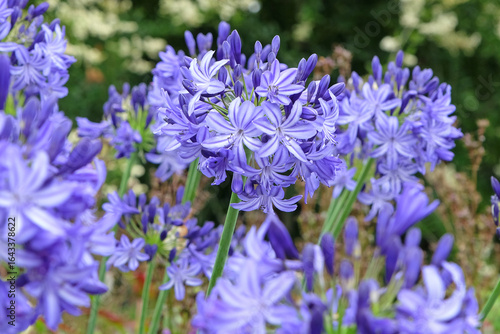 Blue Agapanthus ‘Northern Star’, African Lily, in flower.