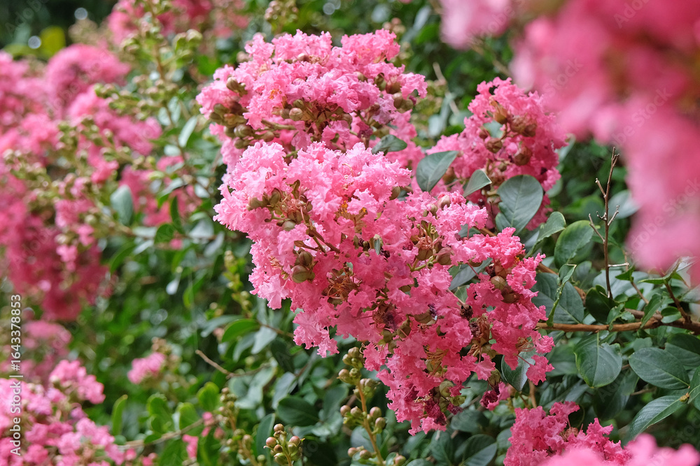 Obraz premium Soft pink Lagerstroemia indica, crepe myrtle, in flower.
