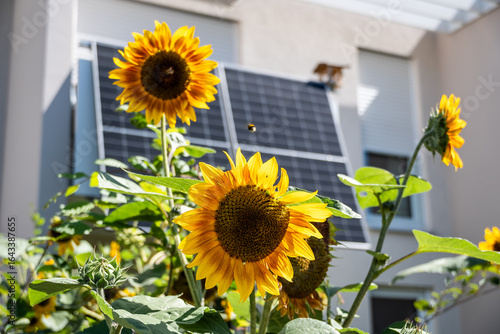 Balcony power plant with solar panels on a residential house, framed by blooming sunflowers and a flying bee, symbolizing sustainable living, renewable energy, and eco-friendly home solutions.