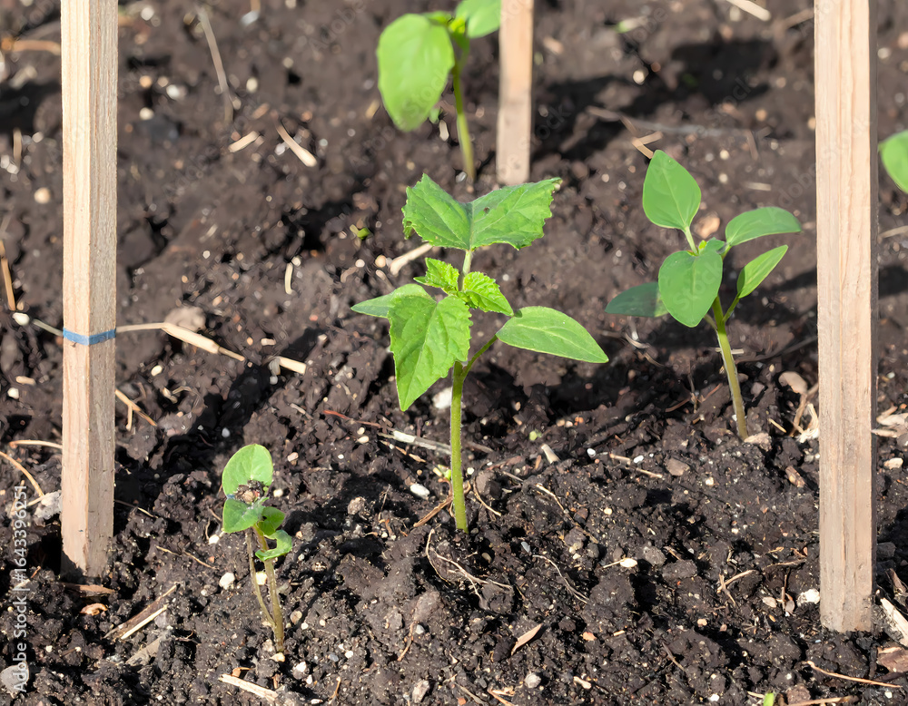 Young plants growing in garden bed Young plants growing in garden bed