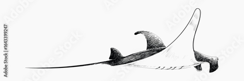 Stingray sketch animal illustration vector