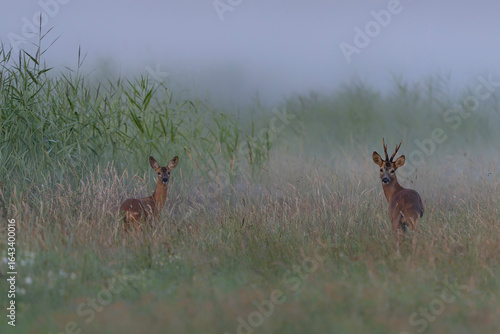 Alert couple Roe deer (Capreolus capreolus), in a misty morning. Gelderland in the Netherlands.     
