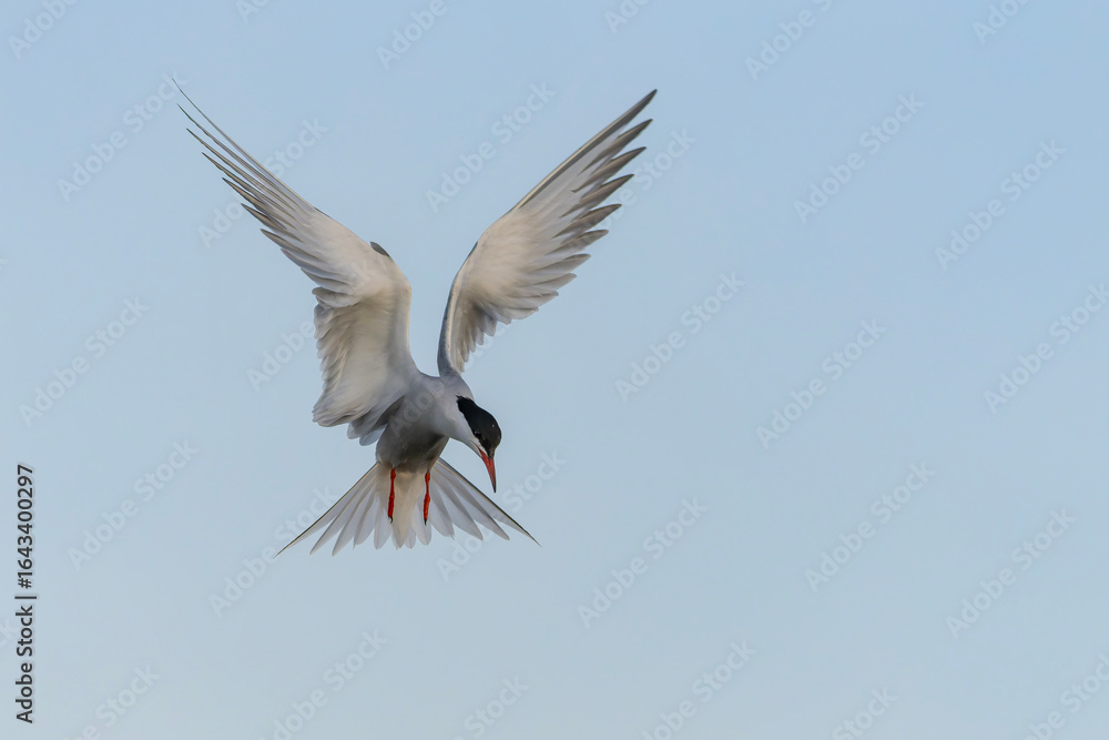 Obraz premium Common Tern (Sterna hirundo) in flight. Gelderland in the Netherlands. 