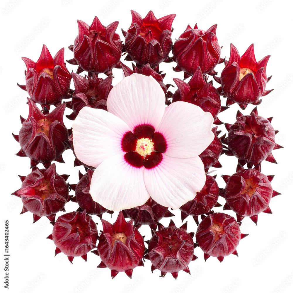 Obraz premium Hibiscus Blossoms in Crimson Radiance: A radiant and captivating image that features the striking contrast of dark red hibiscus buds encircling a singular, delicate white blossom.