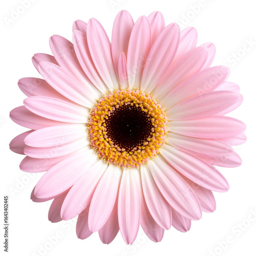 Delicate Pink Daisy Isolated On White Background: A close-up studio shot of a vibrant, single pink gerbera daisy, showcasing its detailed petals and central disc. 