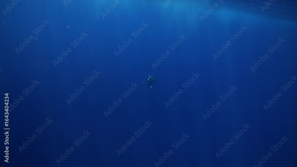 Underwater freediver and sperm whale. Two species meet in deep. Sperm whale and diver meet in open ocean under strict ethical guidelines. Responsible eco-tourism supports marine protection education. Underwater freediver and sperm whale. Two species meet in deep. Sperm whale and diver meet in open ocean under strict ethical guidelines. Responsible eco-tourism supports marine protection education.