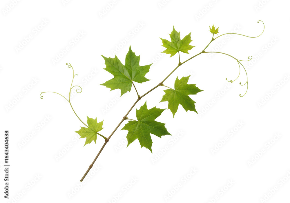 Fototapeta premium Detailed vine branch with brown-green stem, vibrant green maple leaves, and delicate tendrils, on a transparent background with soft, shadowless studio lighting, product photography style, concept of