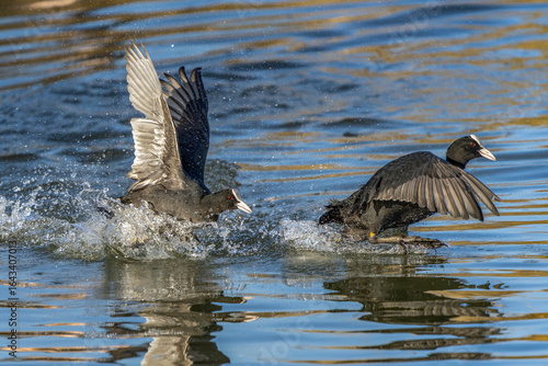 Obraz na plátně Battle between two Eurasian Coots (Fulica atra) in mating season