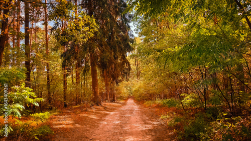 Autumn landscape in beautiful forest with colorful trees. colorful leaves of fall in nature. autumn season in japan. Road scenery in the jungle on mountain. Beautiful autumn colors. Autumn background.