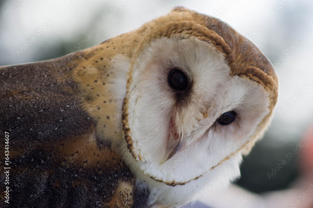 Fototapeta premium Western barn owl (tyto alba)