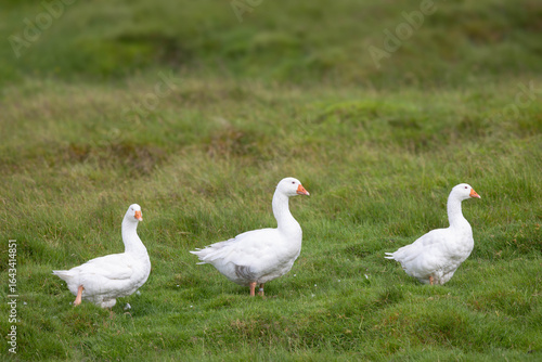 Three white geese