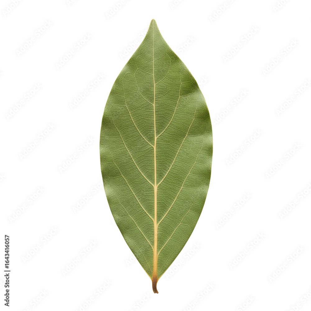 Fototapeta premium Dried bay leaf herb and spice for cooking