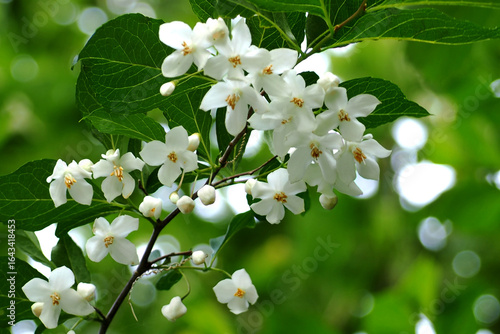 ６月のエゴノキの花