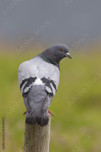 Pigeon on a pole
