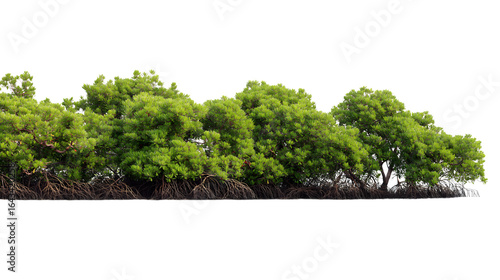 collection of verdant trees and foliage isolated on white background