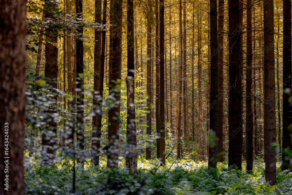 Obraz premium Summer landscape, Trees trunk in forest with warm sunlight in morning, A pine is any conifer in the genus Pinus of the family Pinaceae, Pinus is the sole genus in the subfamily Pinoideae, Netherlands.