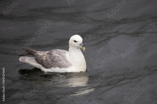 Fulmar closeup