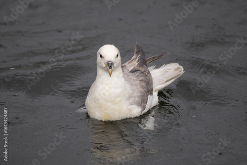 Swimming, northern fulmar