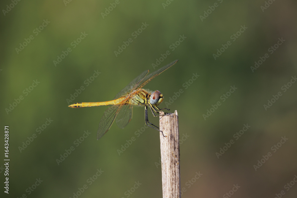 Sympetrum striolatum Common darter Dragonfly posed flower close up Sympetrum striolatum Common darter Dragonfly posed flower close up