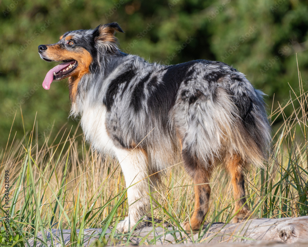Fototapeta premium Australian Shepherd stands proud in long grass during a sunny afternoon in a peaceful meadow