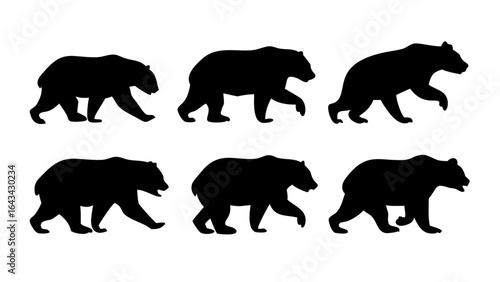 Black bear standing on hind legs ursus americanus animal