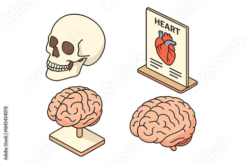 Isometric anatomy study vector set. Skull model, realistic brain model, heart chart diagram poster. Medical education equipment, human organ illustration. Science classroom, biology study supplies.