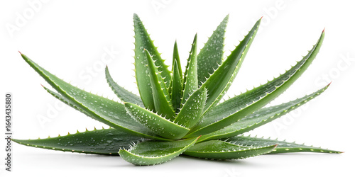 Aloe Vera isolated on transparent background  
